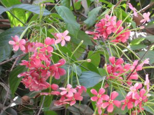 Life Lessons - Dr.Mani